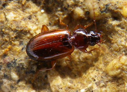Trechus quadristriatus